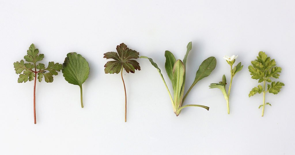 Herbal remedies for insomnia