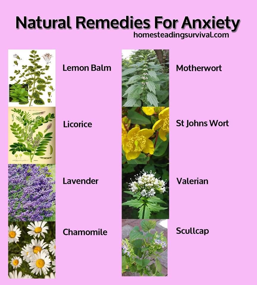 Medicinal Herbs